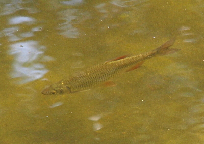 [This is a long thin fish with what appears to be alternating light and dark scales that give the impression of thin dark rings around a tan body of the fish. Its fins are a reddish color. It swims from upper right to lower left.]